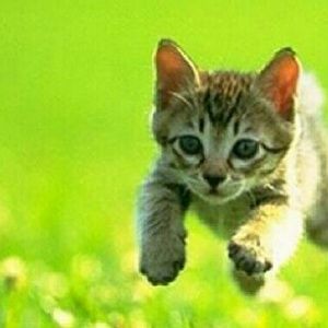 Meet your Posher, Damian