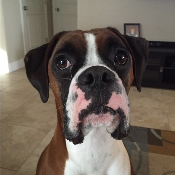 Meet your Posher, Brandy - Picture 1 of 1