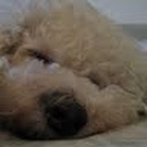 Meet your Posher, Luciana