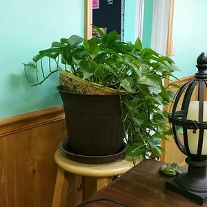 Meet your Posher, Robin