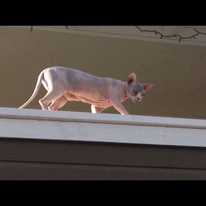 Meet your Posher, Guyette