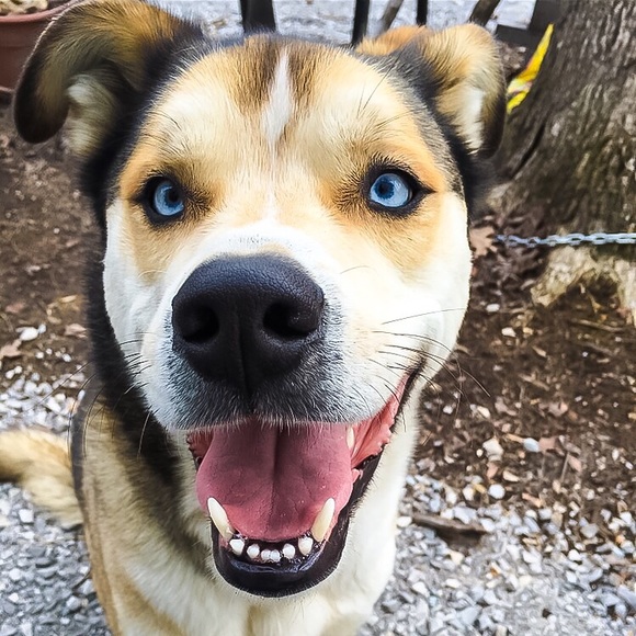 Meet your Posher, Sharon - Picture 1 of 1