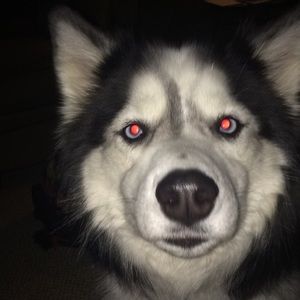 Meet your Posher, Hali