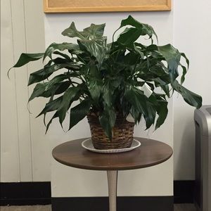 Meet your Posher, Patricia