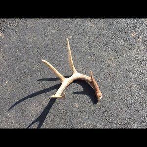 Meet your Posher, Steve