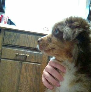 Meet your Posher, Trevor