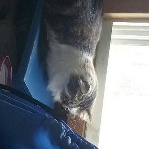 Meet your Posher, Dorothy