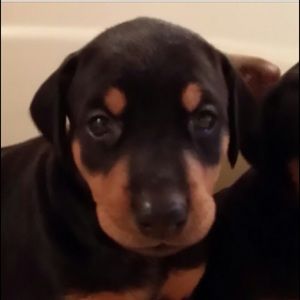 Meet your Posher, Sharon