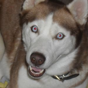 Meet your Posher, Sherry