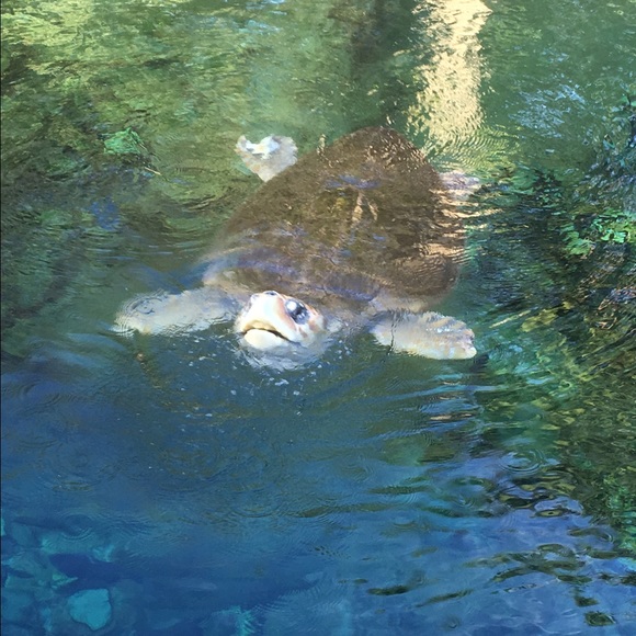 Meet your Posher, Kareyna - Picture 1 of 1