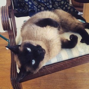 Meet your Posher, Kat