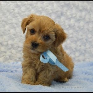 Meet your Posher, Trey