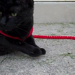 Meet your Posher, Joelle