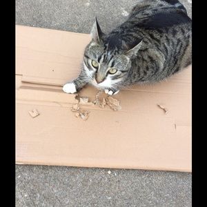 Meet your Posher, Brandy