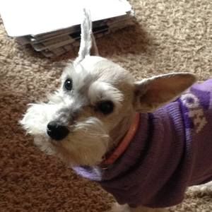 Meet your Posher, Amber