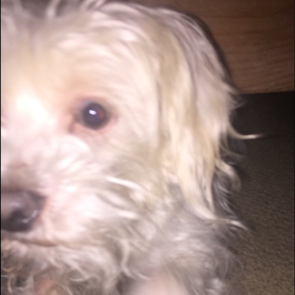 Meet your Posher, Nicole - Picture 1 of 1