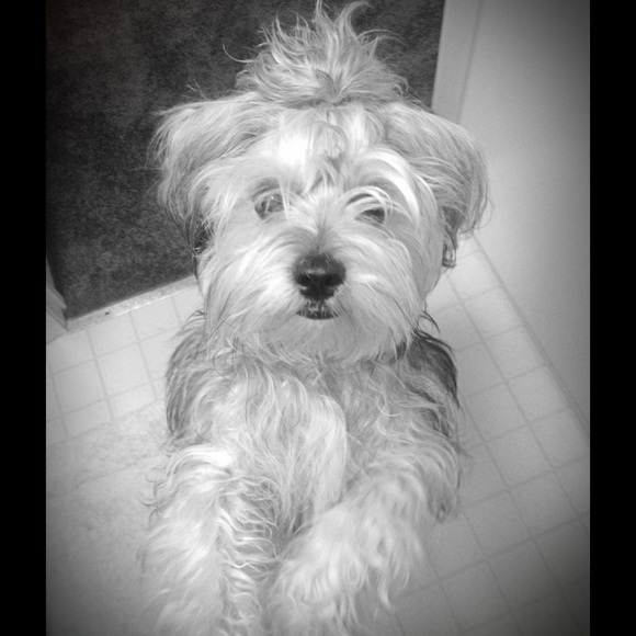 Meet your Posher, T - Picture 2 of 2