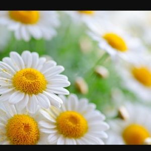 Meet your Posher, Kaira