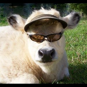 Meet your Posher, Breanna