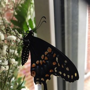 Meet your Posher, Elizabeth