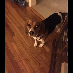 Meet your Posher, Mia