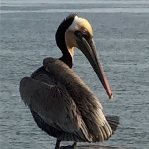 Meet your Posher, Julia