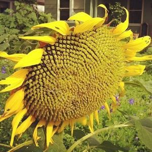 Meet your Posher, Betsy