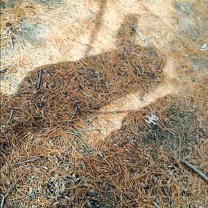 Meet your Posher, Mikayla