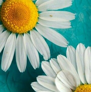 Meet your Posher, Mai