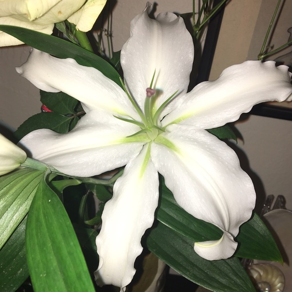 Meet your Posher, Raelle - Picture 3 of 3