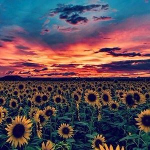 Meet your Posher, Skylar