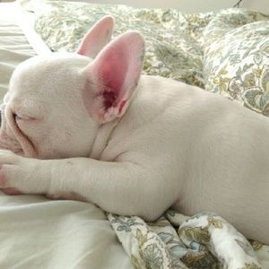 Meet your Posher, Noelle