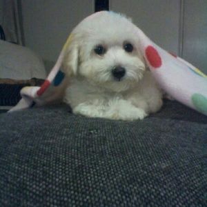 Meet your Posher, Diane