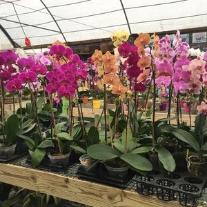 Meet your Posher, Annia