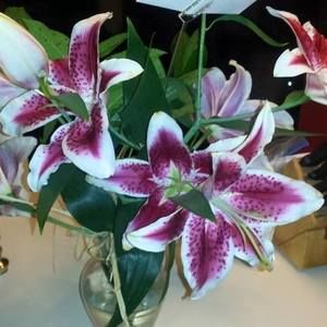 Meet your Posher, Terri