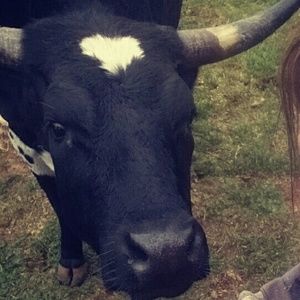 Meet your Posher, Victoria