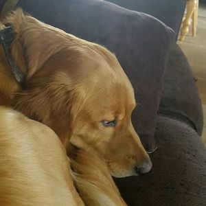 Meet your Posher, Jayar