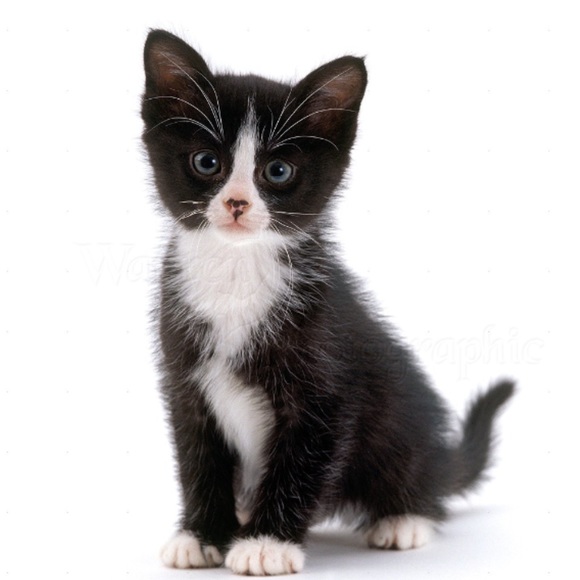 Meet your Posher, Holly - Picture 1 of 1