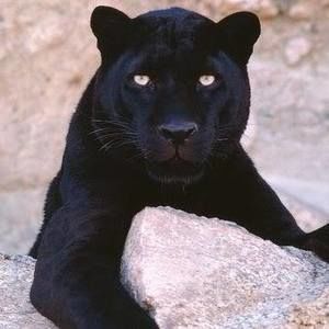 Meet your Posher, Lynne