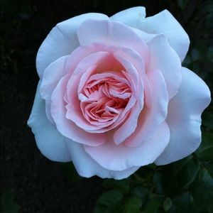 Meet your Posher, Yoke