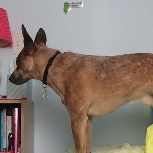 Meet your Posher, Adeline