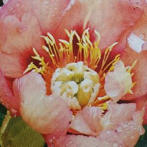 Meet your Posher, Jolene