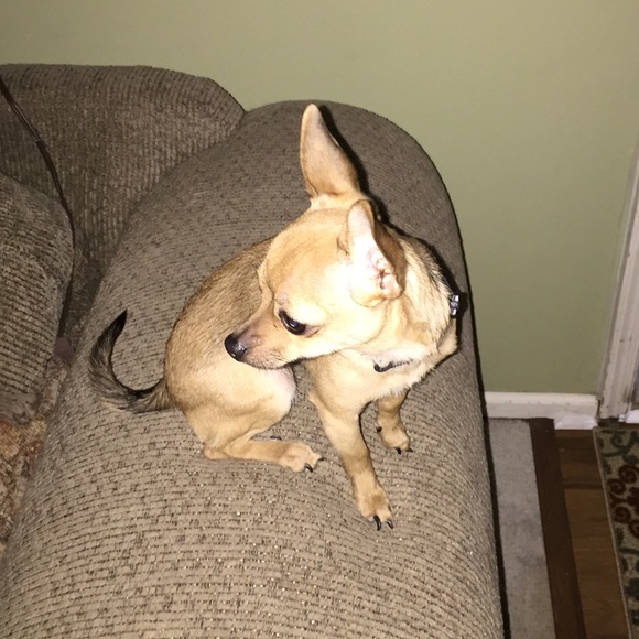 Meet your Posher 🦄💕 - Picture 3 of 3