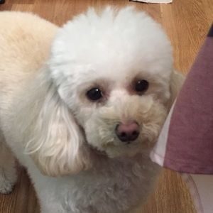 Meet your Posher, Daniella