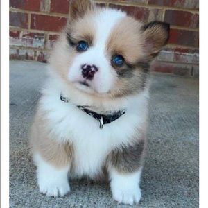 Meet your Posher, Jordan