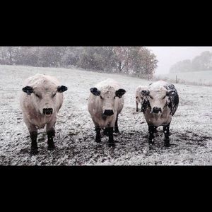 Meet your Posher, Morgan