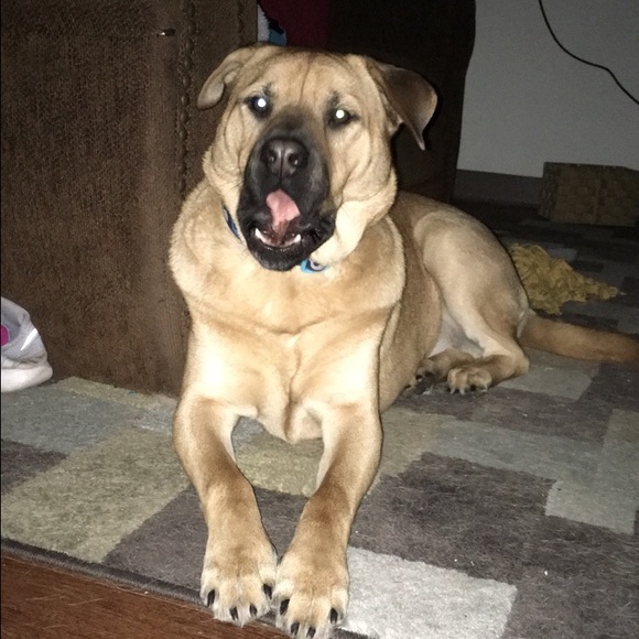 Meet your Posher, Madison - Picture 1 of 1