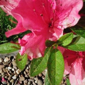 Meet your Posher, Marlana