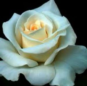 Meet your Posher, Teri 💜