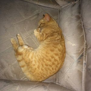 Meet your Posher, Alonda